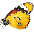 https://fundacionanimalsanmiguel.org/wp-content/uploads/2019/08/butterfly.png